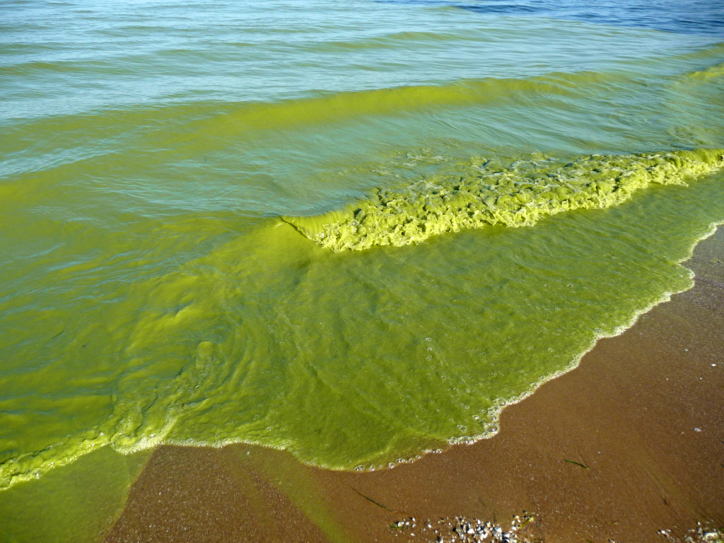 Phosphorus Targets Announced for Lake Erie