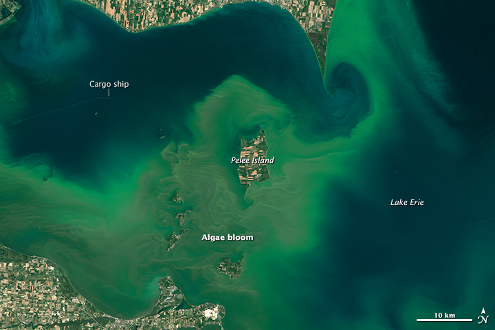 Severe Algae Bloom Forecast For Lake Erie This Summer