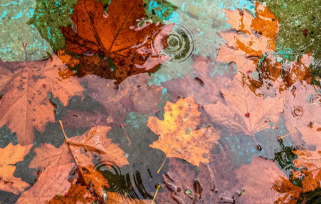 Freshwater Future Weekly: November 21, 2025